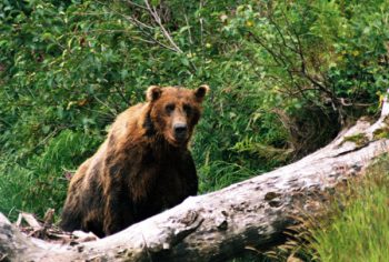 Grizzly Bears: Katmai National Park, Alaska