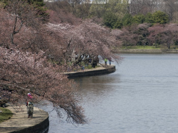 Washington D.C. Cherry Blossom Guided Sightseeing Tour