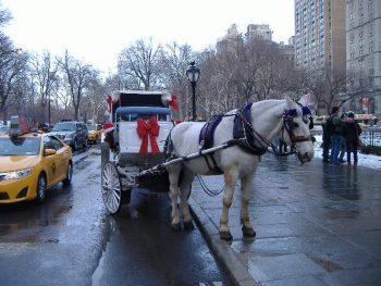 New York City Christmas Guided Sightseeing Tour