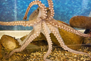 brown octopus in tank