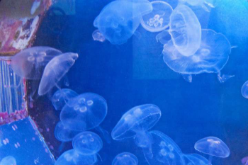 jelly fish in tank